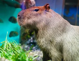 鳥羽水族館